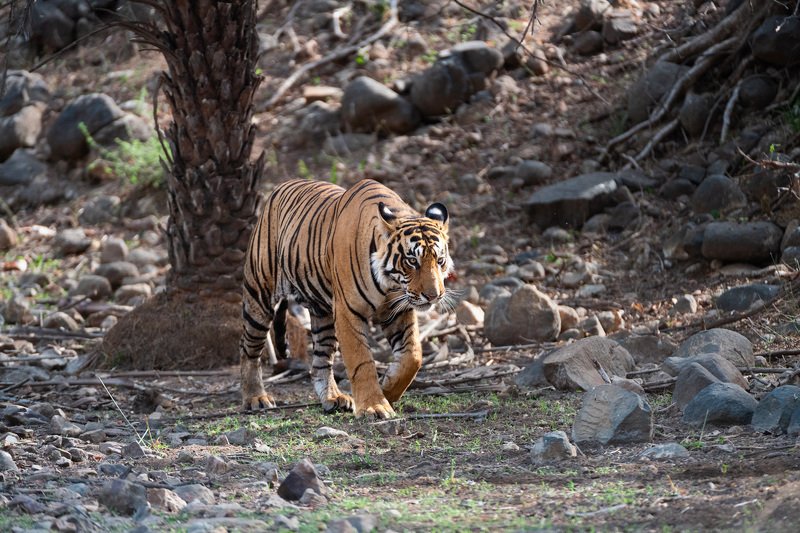 индия Кошка по-индийскиphoto preview
