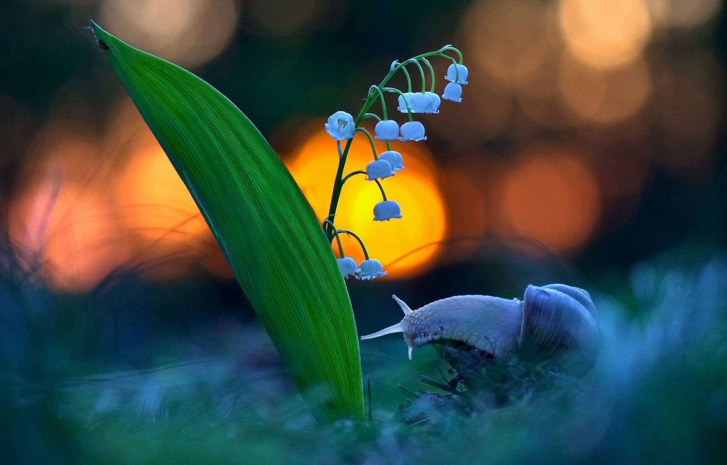 , Макеев Алексей