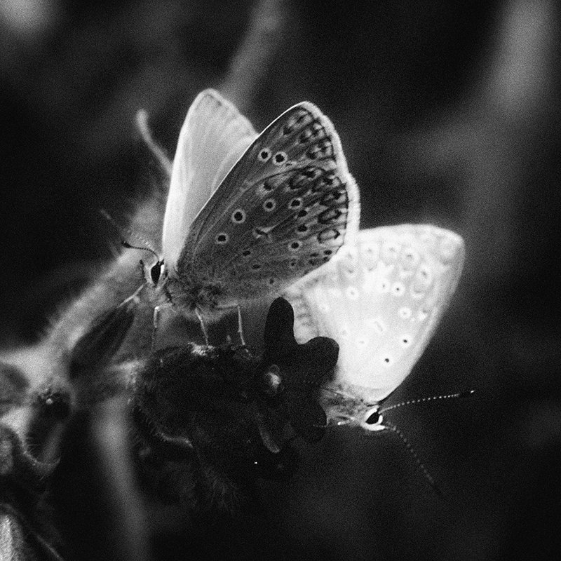 Бабочкиphoto preview