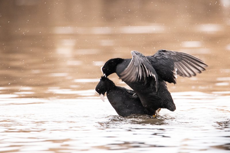 Любовьphoto preview