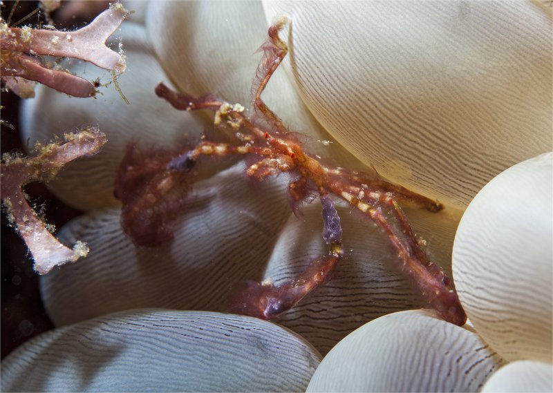 волосатый мачо фото превью