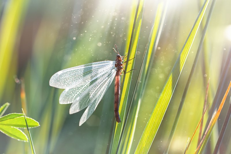 бабочка,лист,трава,солнце,крылья,свет,блик,цветок ***photo preview