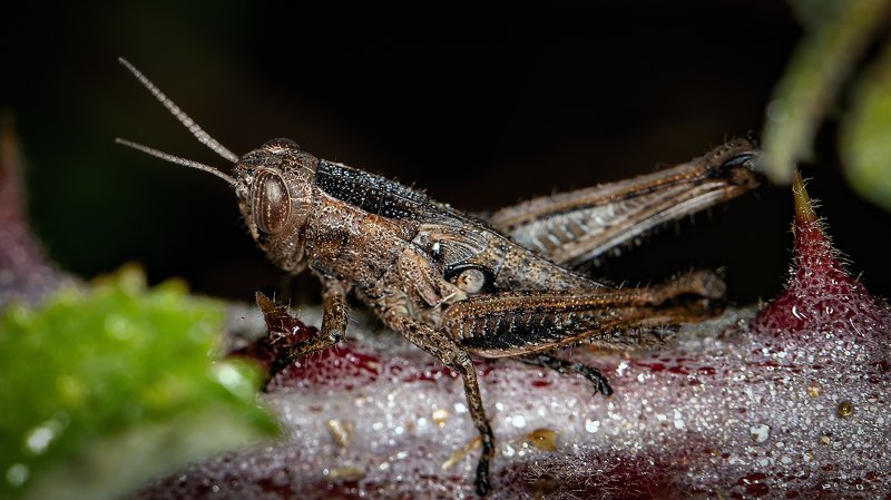 Инкрустированный..photo preview