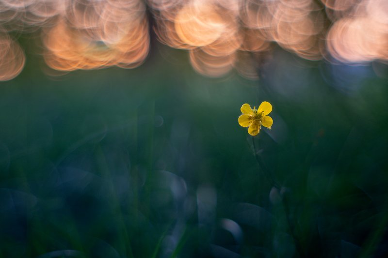 В лесу на закатеphoto preview