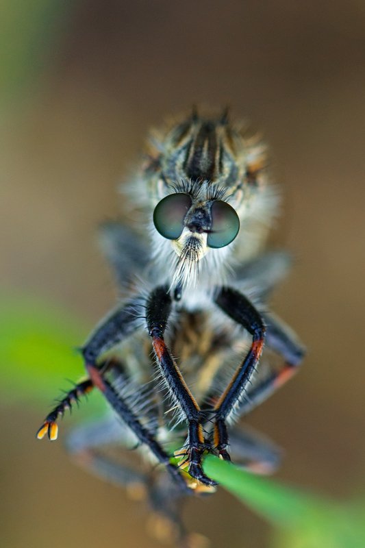 жук,лапы,глаза,свет,блик,солнце,песок ***photo preview