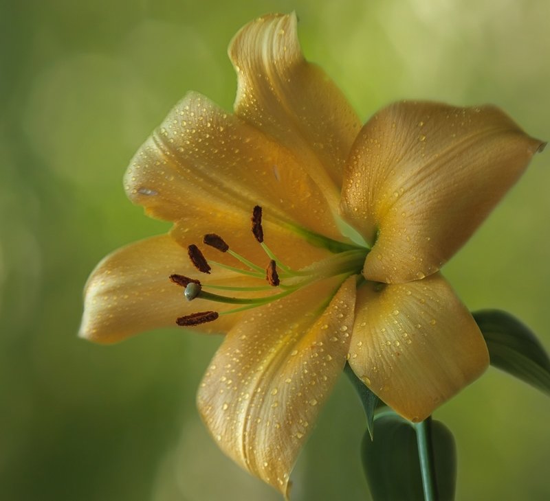 Лилияphoto preview