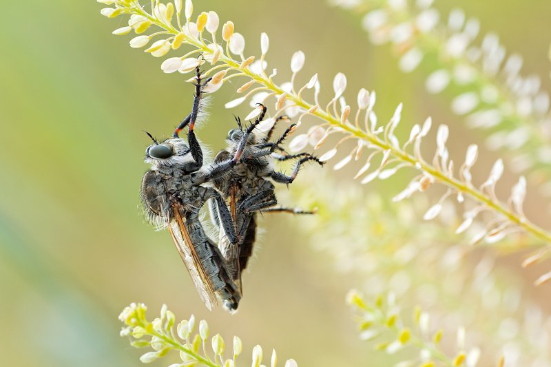 жук,лапы,глаза,свет,блик,солнце,песок Ктырьphoto preview