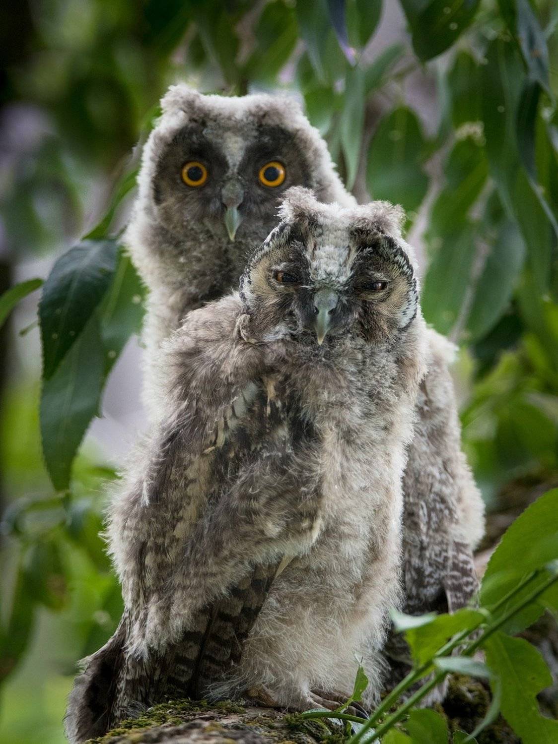 , Дмитрий Вилюнов