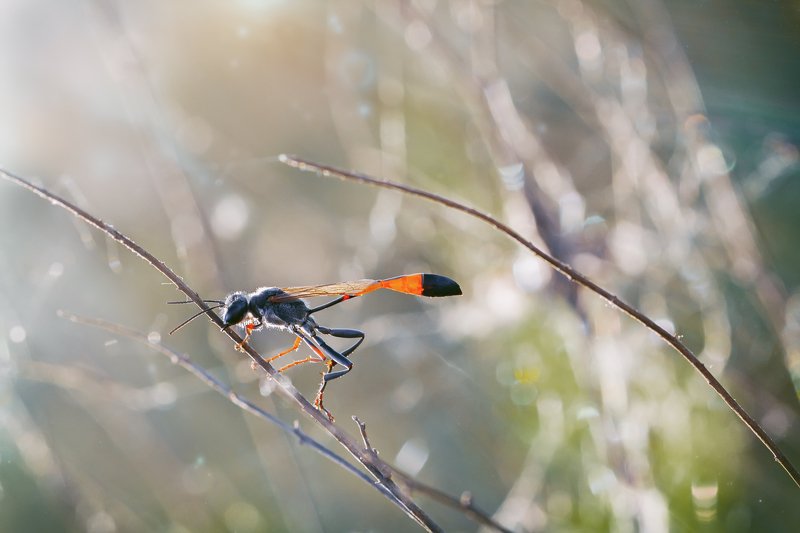 жук,лапы,глаза,свет,блик,солнце,муха,крылья,хвост Prionyx Kirbiiphoto preview