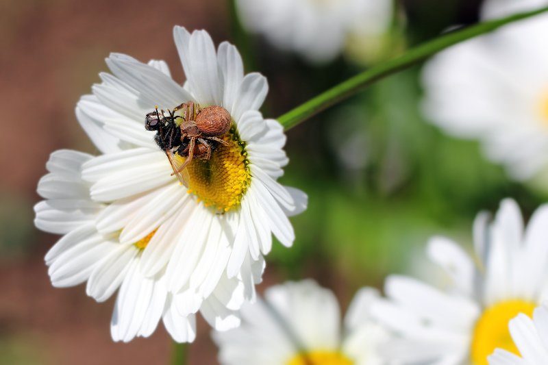 пауки, бокоходы, мухи, арахниды, членистоногие, паукообразные, spiders, arthropoda, arachnida, fly Ну давайте, давайте знакомиться... Ой ну что Вы, я не такая, я жду трамвая...photo preview