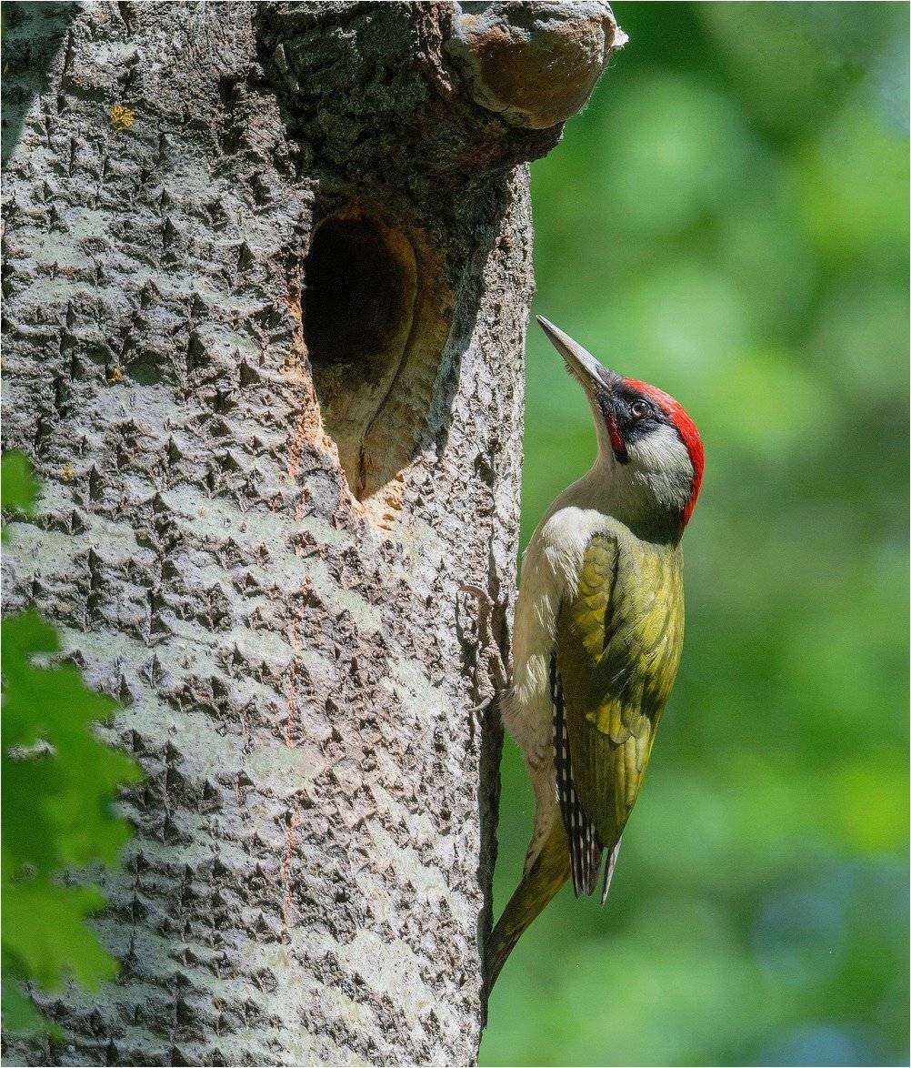 Оливковый. Автор: Руслан Сигушин зеленый дятел птица, Руслан Сигушин