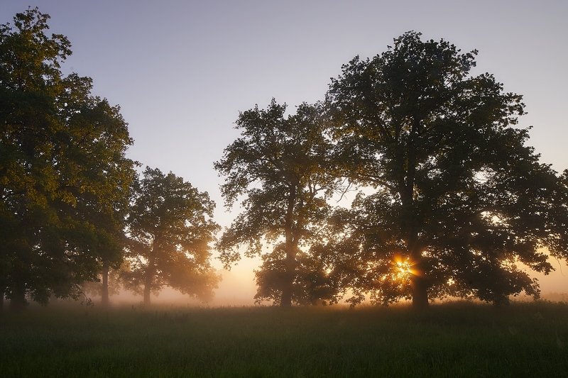 Утро в рощеphoto preview