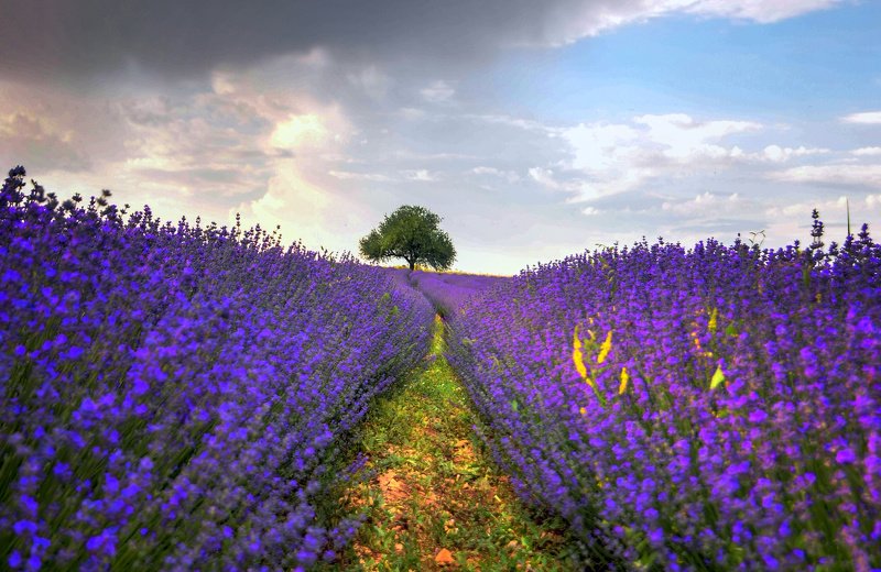 Landscape Levander dreamsphoto preview