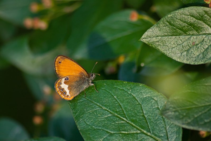 бабочка,лист,трава,солнце,крылья,свет,блик,цветок ***photo preview