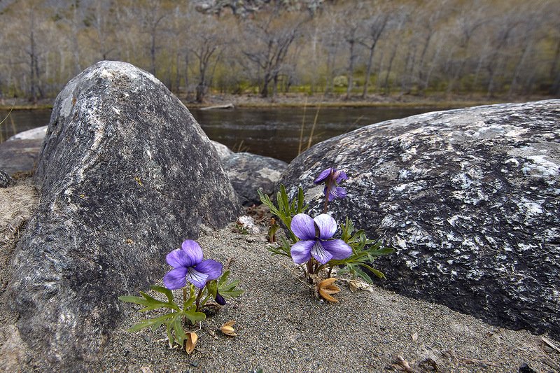 алтай, ледник актру, актру, алтайский край, долина, весна,осень, лиственницы, ледник,ледники Двое...photo preview