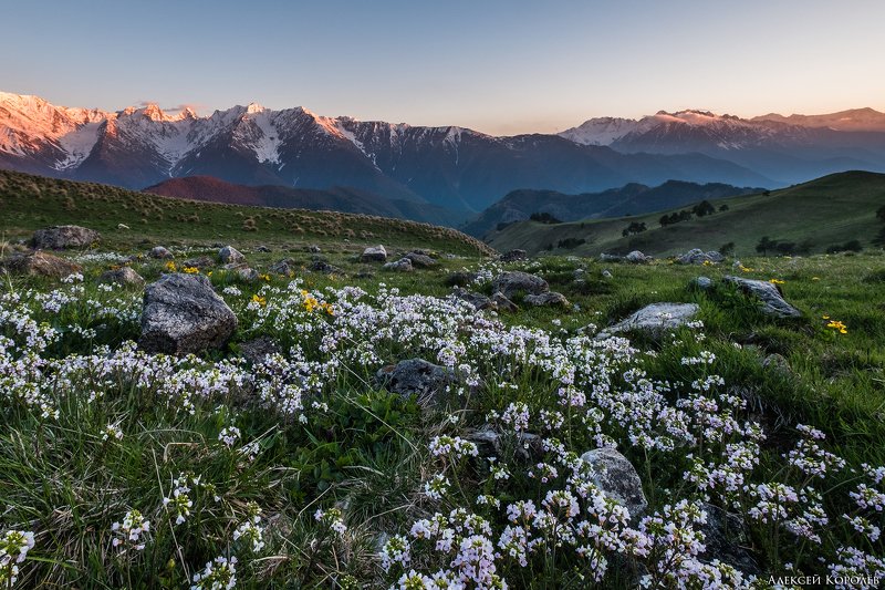 россия, кавказ, ингушетия, закат, горы, природа, пейзаж, цветы, весна, russia, caucasus, ingushetia, sunset, mountains, nature, landscape, flowers, spring Горная мелиссаphoto preview