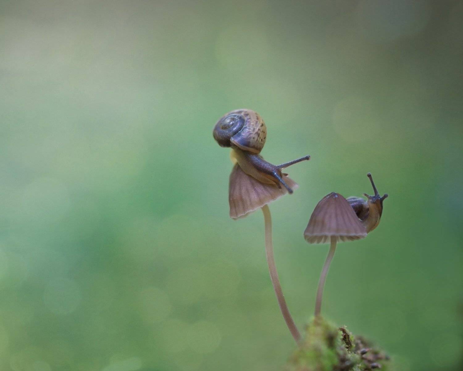улитки, лес , грибы, волшебство, природа, мох, встреча, Татьяна Пименкова