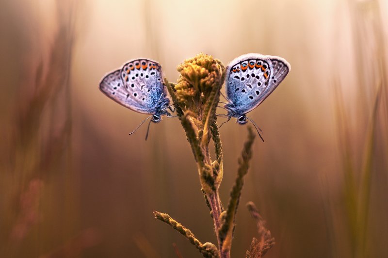 бабочки, вечер, природа, насекомые, макро, красотка Парочкаphoto preview