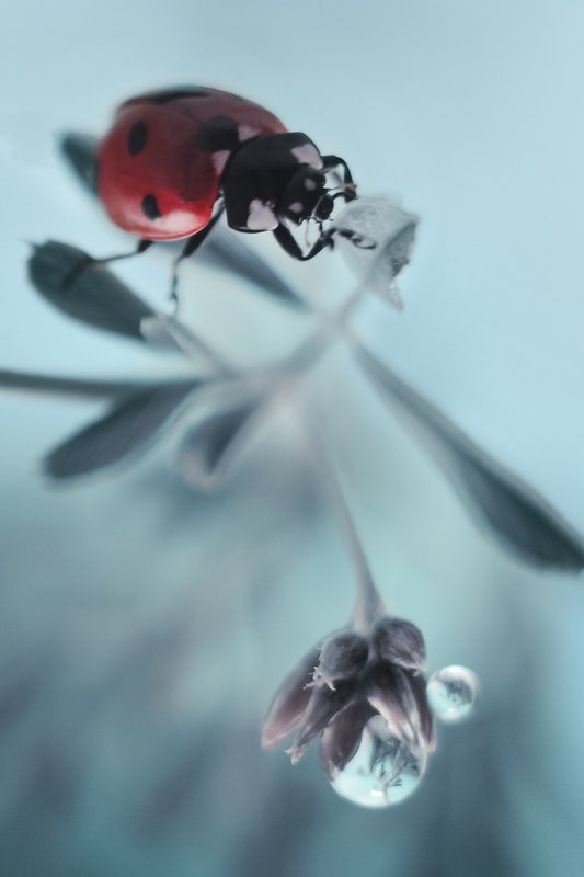 Капляphoto preview