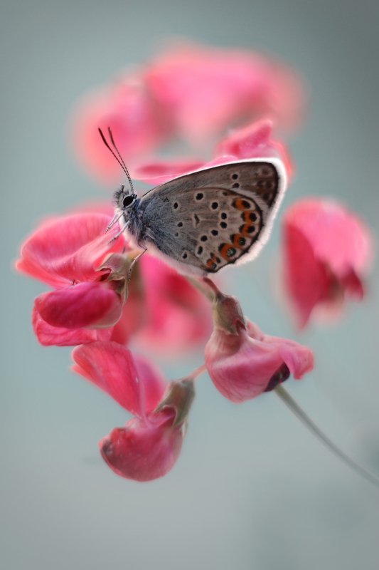 Голубянкаphoto preview