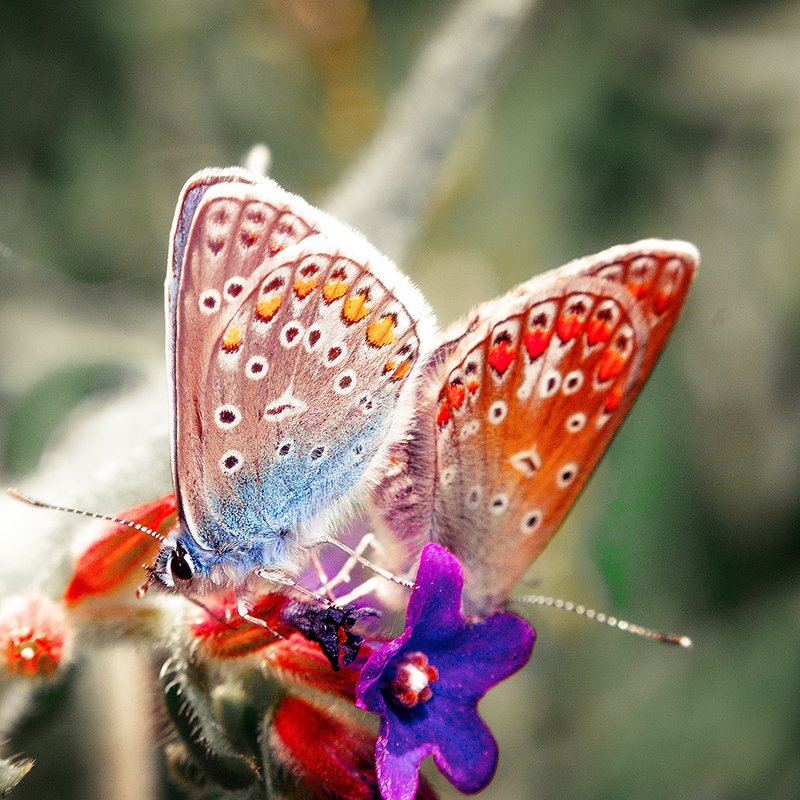 Бабочкиphoto preview