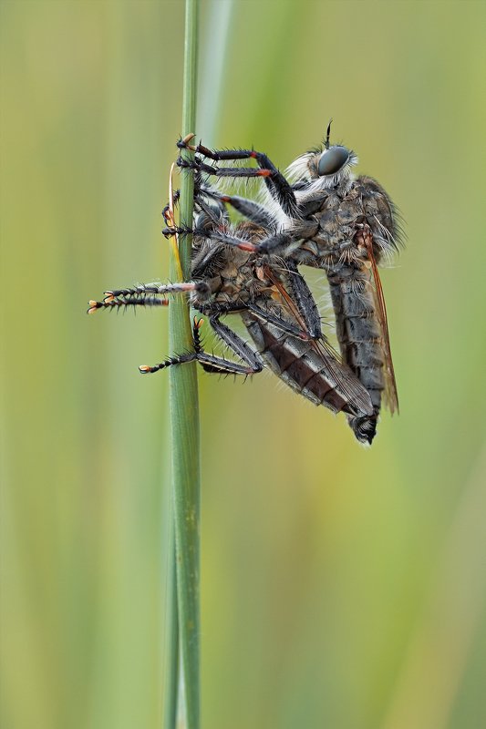 жук,лапы,глаза,свет,блик,солнце,песок Ктырьphoto preview