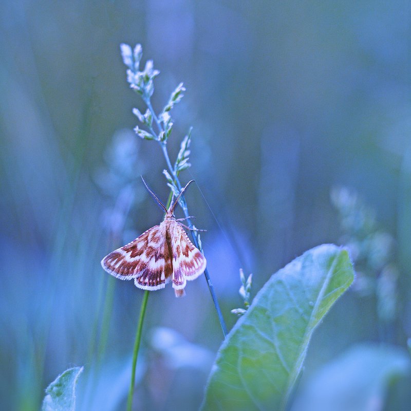 moment, момент, beautiful, красивый, helios-44m, manual lens, мануальная оптика, nature, природа, wildlife, живая, spikelets, колоски, meadow, луг, insect, насекомое, moth, мотылек, summer, лето, Дышит прохладой летнее утро...photo preview