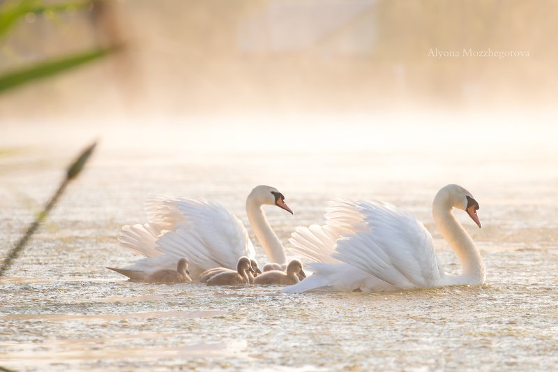 рассвет, лебедь, птицы, озеро Доброе туманное утро...photo preview