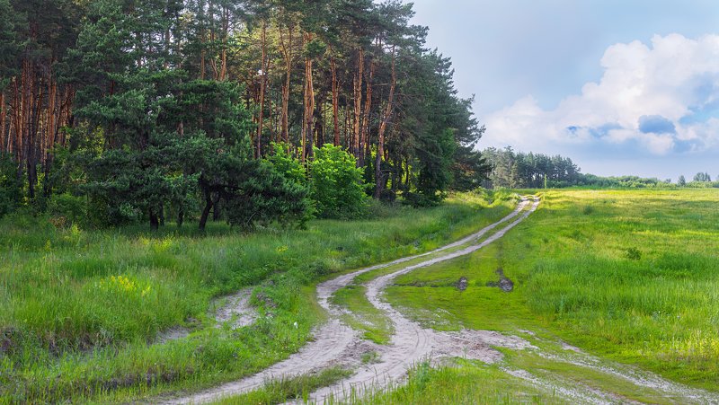 трава,свет,лес,деревья,облака,ветки,цветы,поле,небо ***photo preview