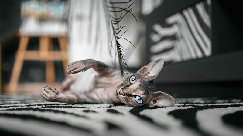 М и л аphoto preview