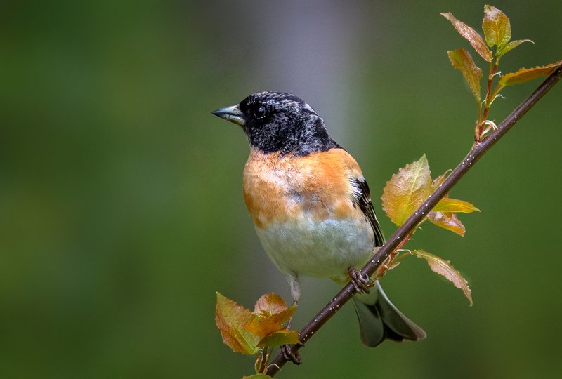 птицы,сеевер,вьюрок,коми,печора,анималистика,birds,seever,turukhtan ,komi,pechora,animalism, Вьюрокphoto preview