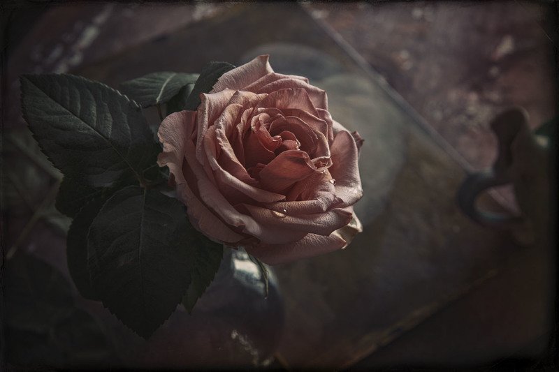 роза, цветок, цветы, ваза, листья Розаphoto preview