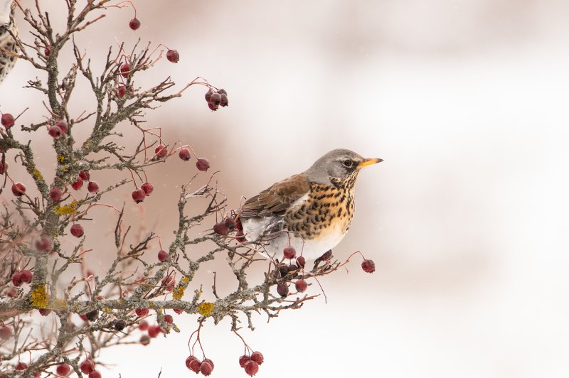 птица, природа, животные, Портрет рябинникаphoto preview