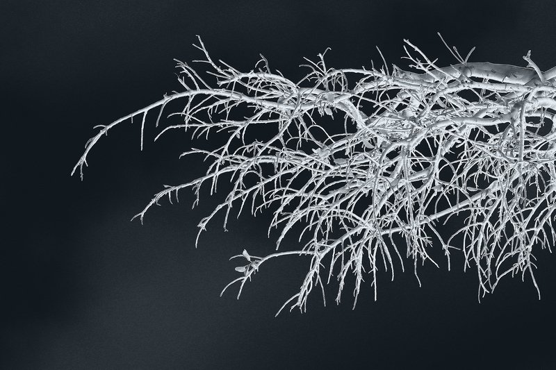 tree #42photo preview