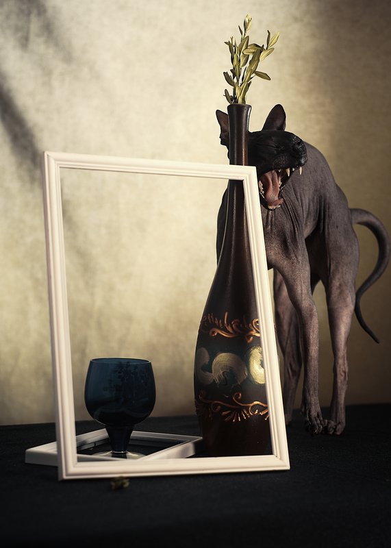 кошка, сфинкс, цвет, портрет, кошка-модель, животные позируют Претензияphoto preview