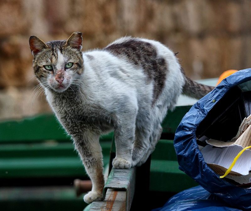 Хозяин мусорного контейнераphoto preview