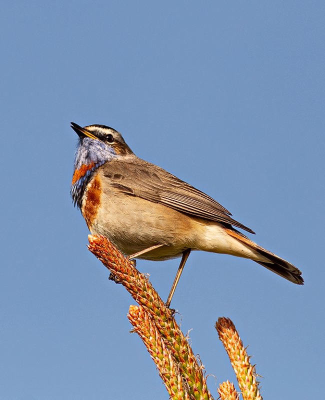 птицы,сеевер,варакушка,коми,печора,анималистика,birds,seever,turukhtan ,komi,pechora,animalism, Встречая рассветphoto preview