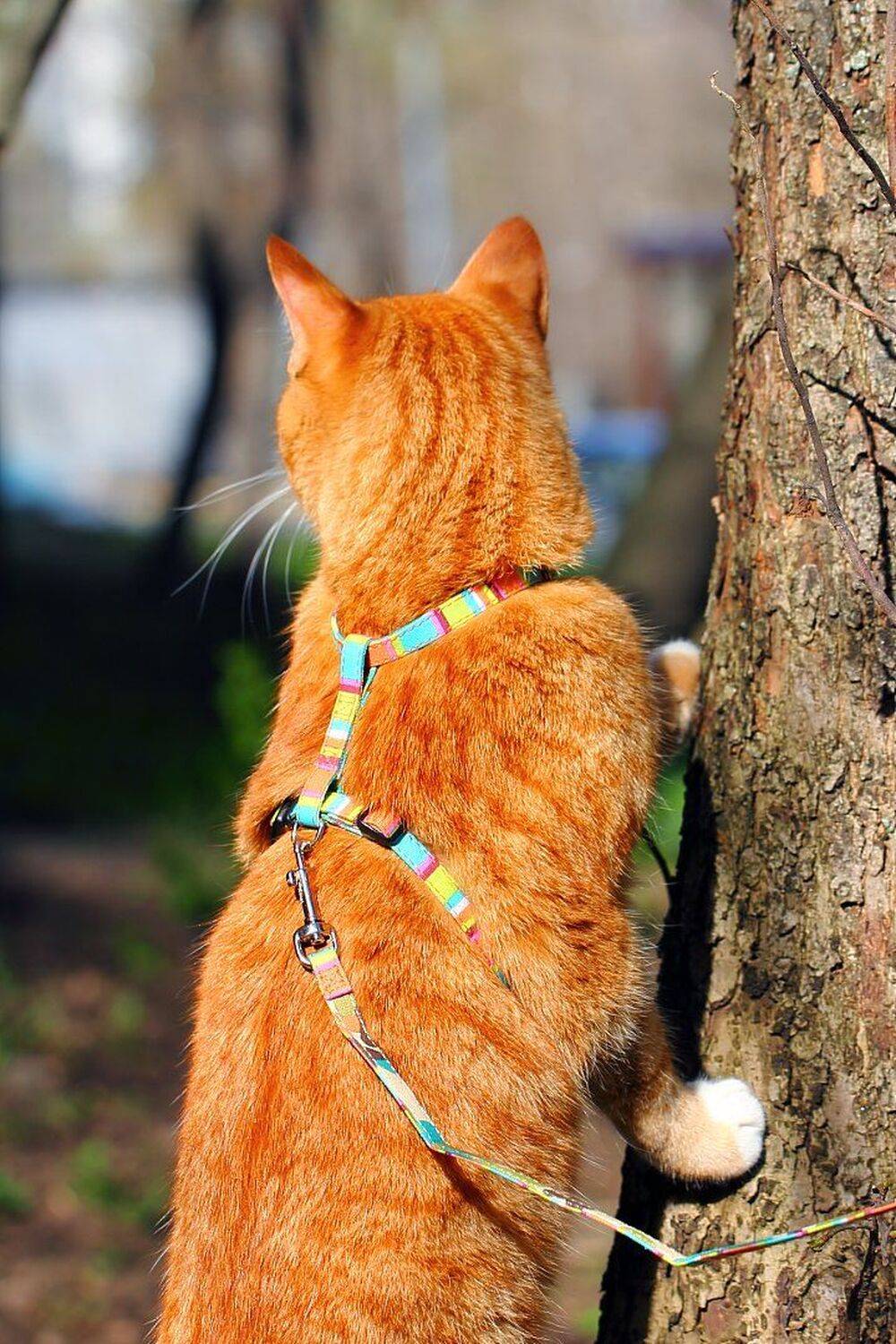 Открытие нового мира.... Автор: Дмитрий Салтыков животное, животные, кошки, коты, прогулка, любопытство, cats, walk, curiosity, animals, Дмитрий Салтыков