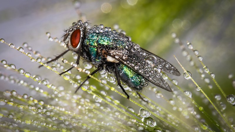 Чистая муха...photo preview