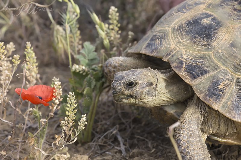 черепаха, степь, маки ***photo preview