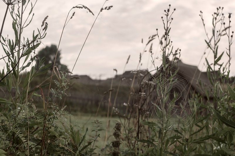 Некошеные травыphoto preview