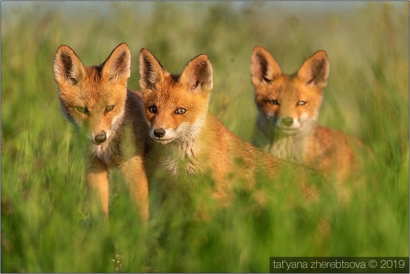 my-mriya, fox Лисята. Продолжение.photo preview