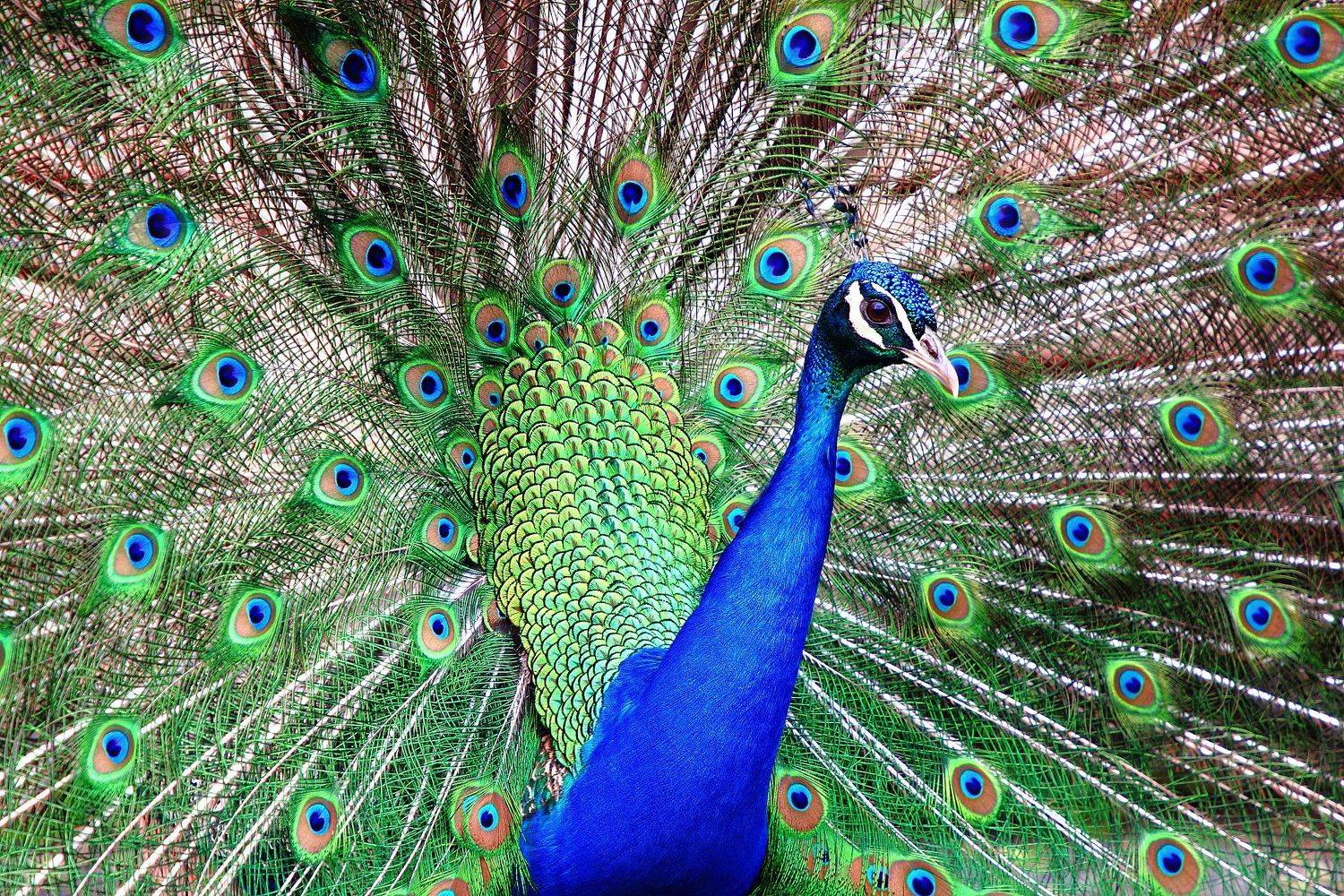 Все павлины мавлины, а я - король.... Автор: Дмитрий Салтыков птица, птичка, птицы, павлины, birds, peacocks, muticus, male, phasianinae, phasianidae, Дмитрий Салтыков