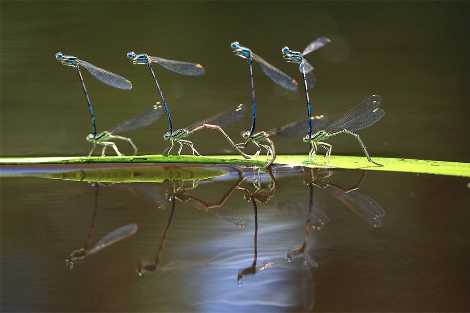 Автор: Иваненко Светлана , Иваненко Светлана