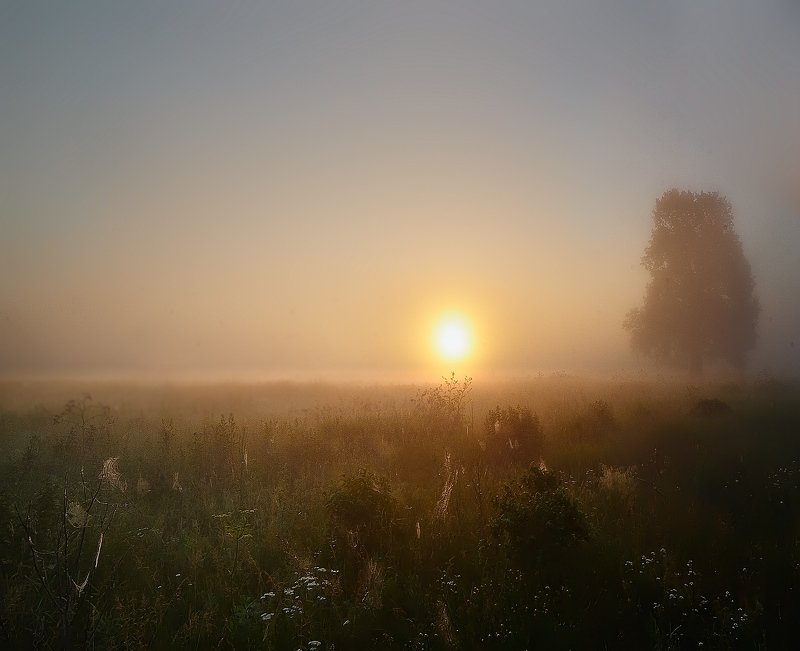 Пауки настраивают локаторыphoto preview