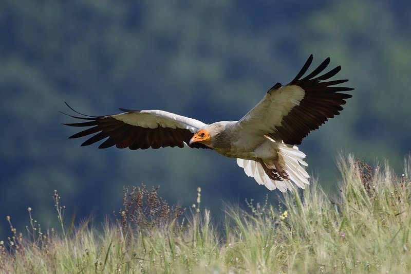 птицы birds Neophron percnopterusphoto preview