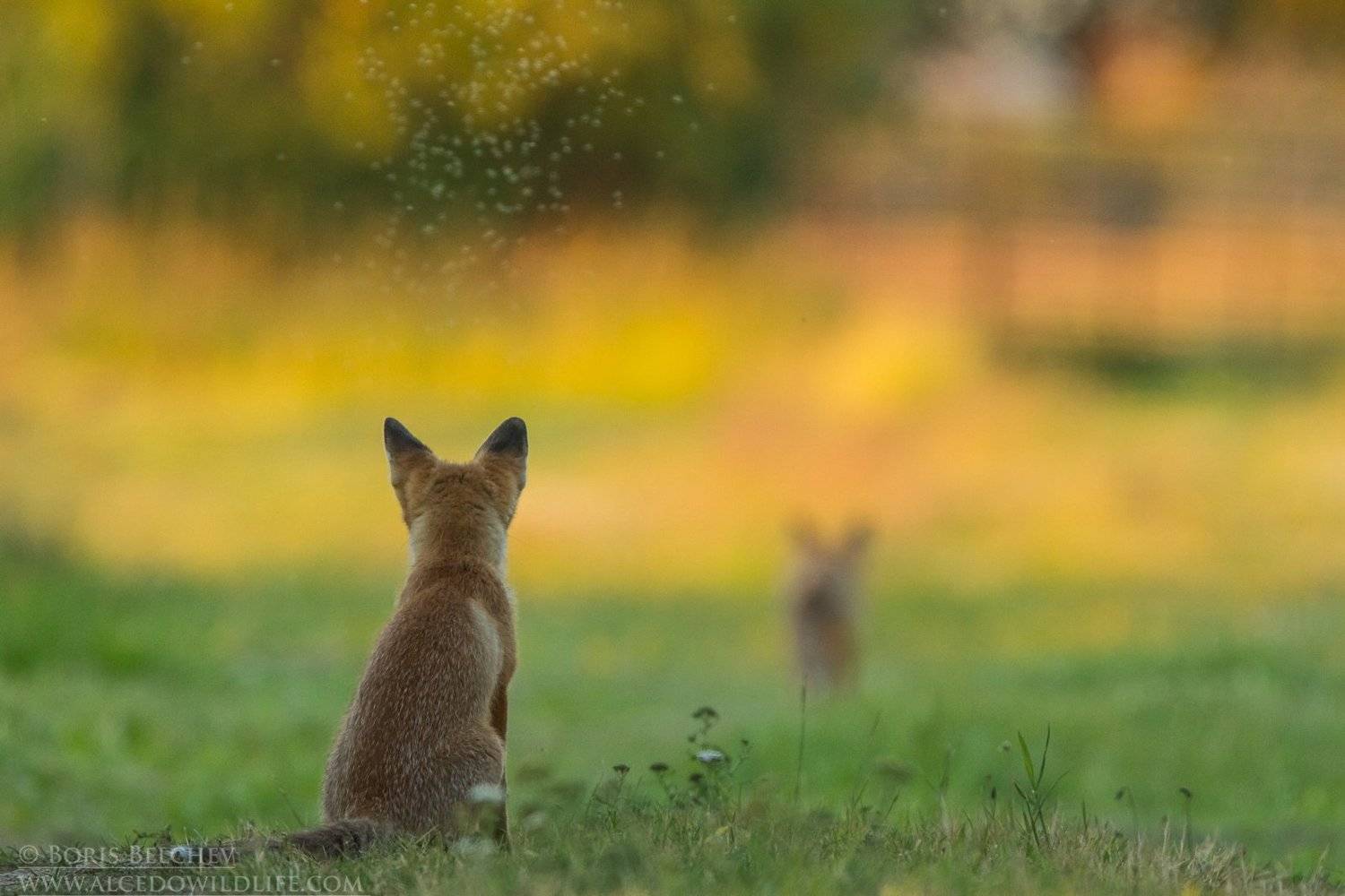 , Борис Белчев