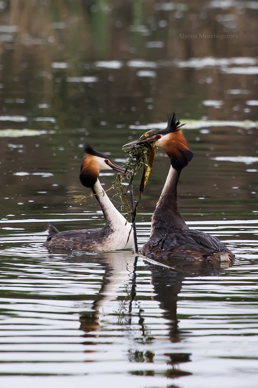 птицы, чомга, природа Брачный период у чомги...photo preview