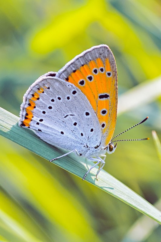 бабочка,лист,трава,солнце,крылья,свет,блик,цветок ***photo preview