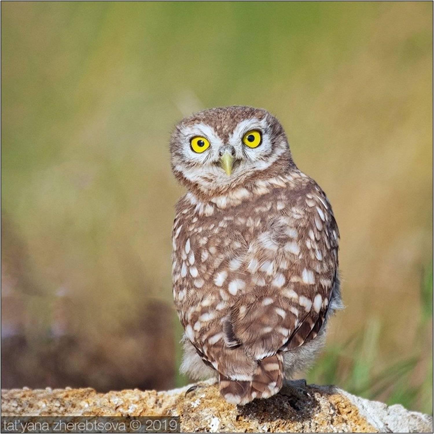 Взгляд. Автор: Татьяна Жеребцова my-mriya, owl, Татьяна Жеребцова